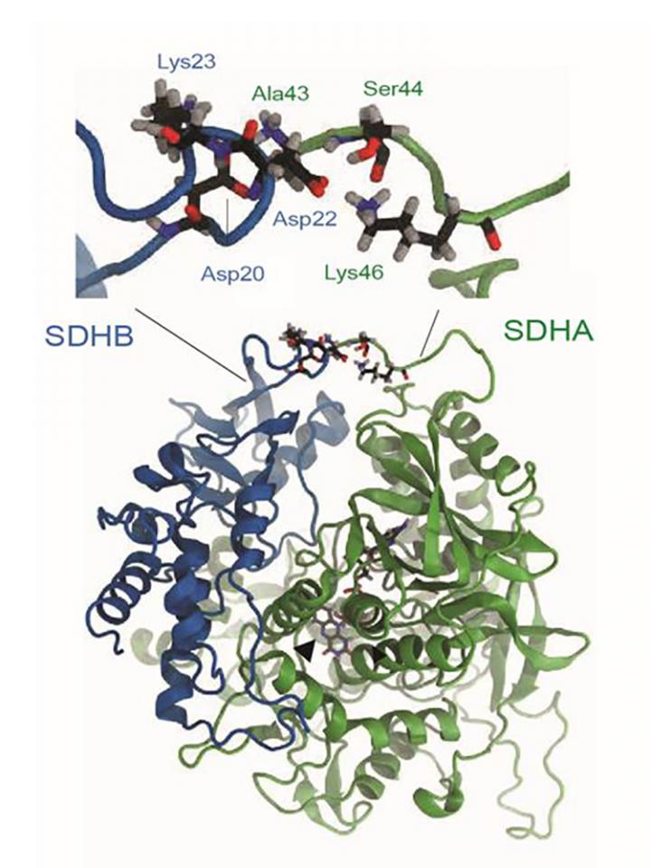 Molecular Model