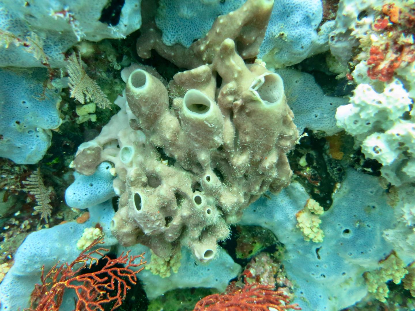 Sponges Are the Sister Group to All Other Extant Animal Lineages