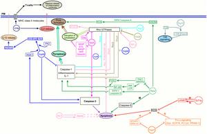 Scheme of modulation of signaling pathways in phagocytes by protein effectors/toxins of Yersinia pseudotuberculosis