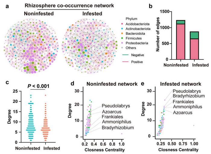 Co-occurrence networks of rhizosphere microbiotas in infested and noninfested plants.