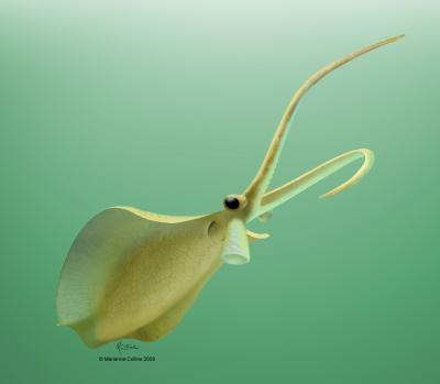 <i>Nectocaris</i> Color Reconstruction