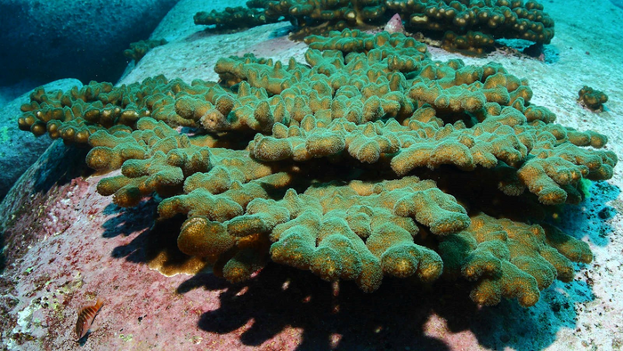 Pocillopora aliciae