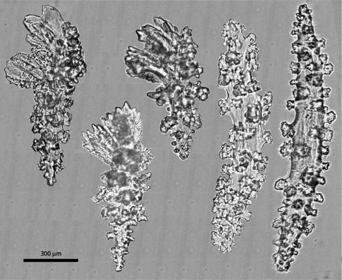 Sclerites