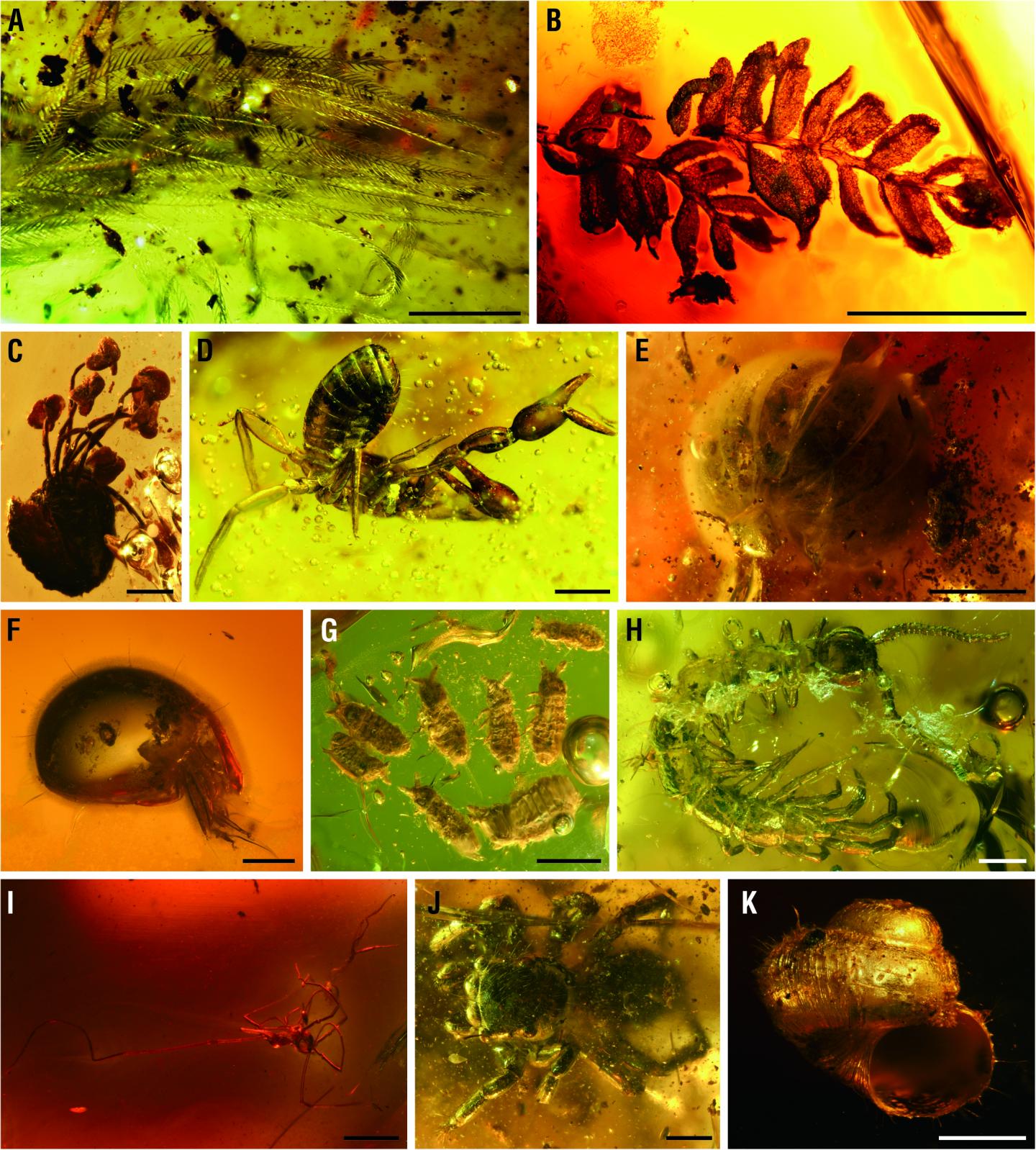 Representative inclusions in Zhangpu amber