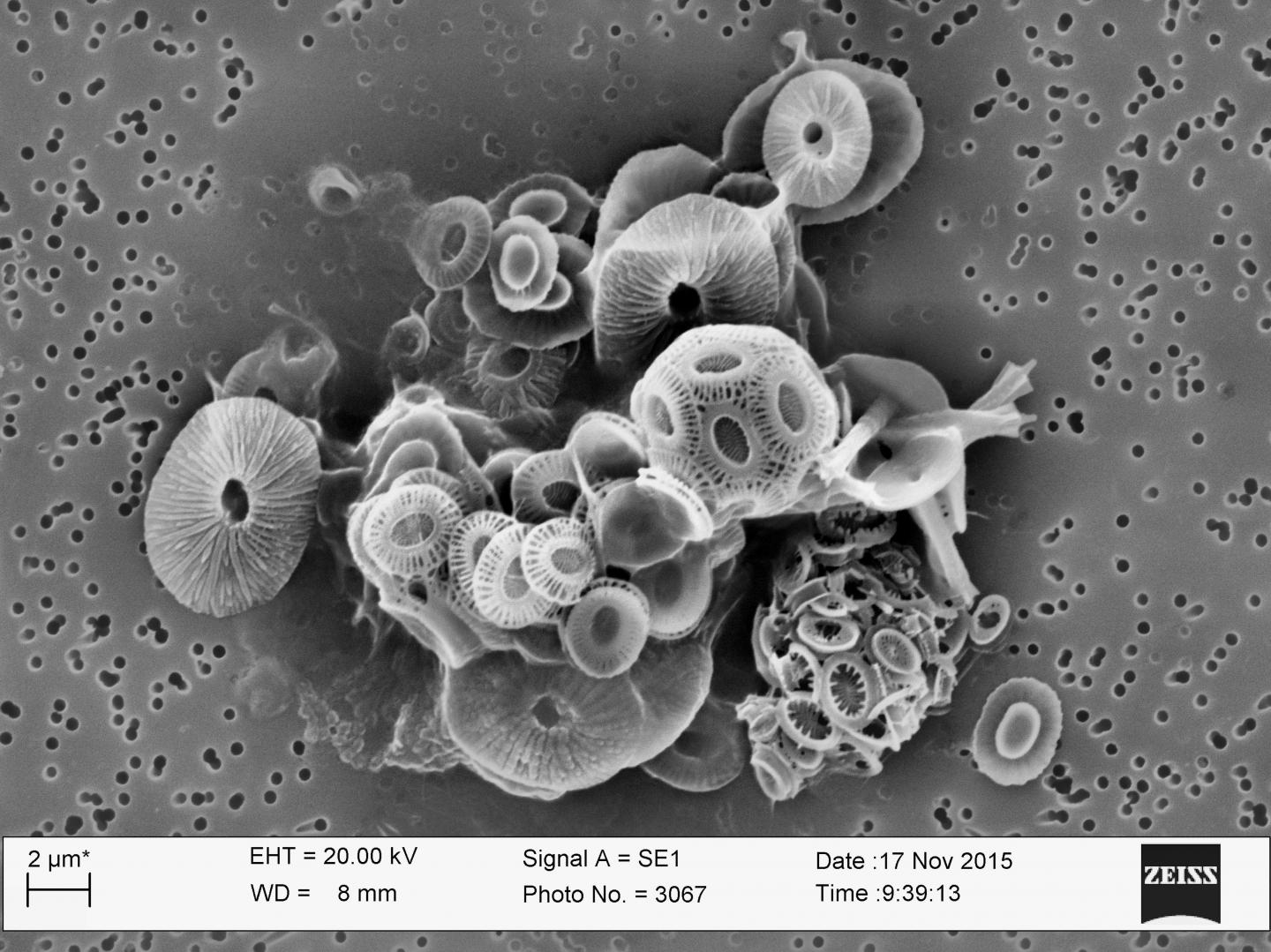 Increases in Certain Algae Could Impact Carbon Cycle (3 of 3)