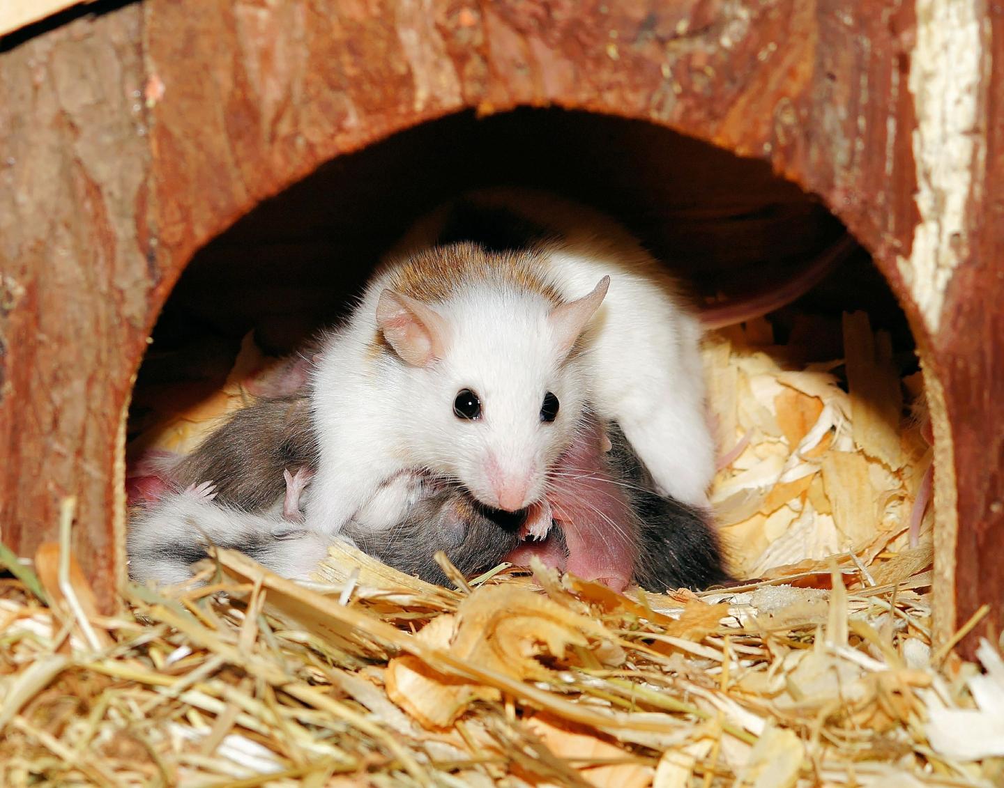 Father's Genes Can Impact Motherly Love