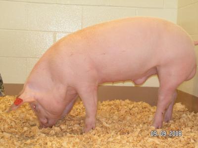 Pig Born with Cystic Fibrosis (1 of 3)