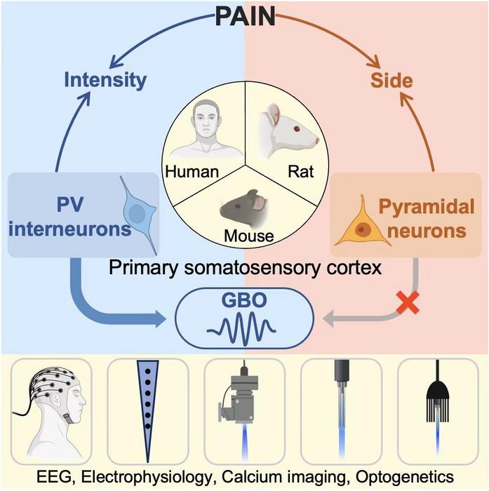 Neuronal mechanisms underlying nociceptive-evoked GBOs in humans and rodents.