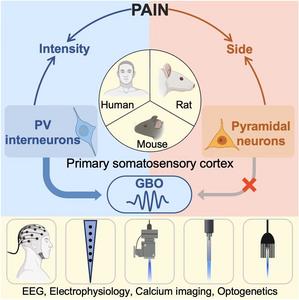 Neuronal mechanisms underlying nociceptive-evoked GBOs in humans and rodents.