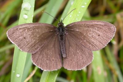 Ringlet butterfly (2 of 2)