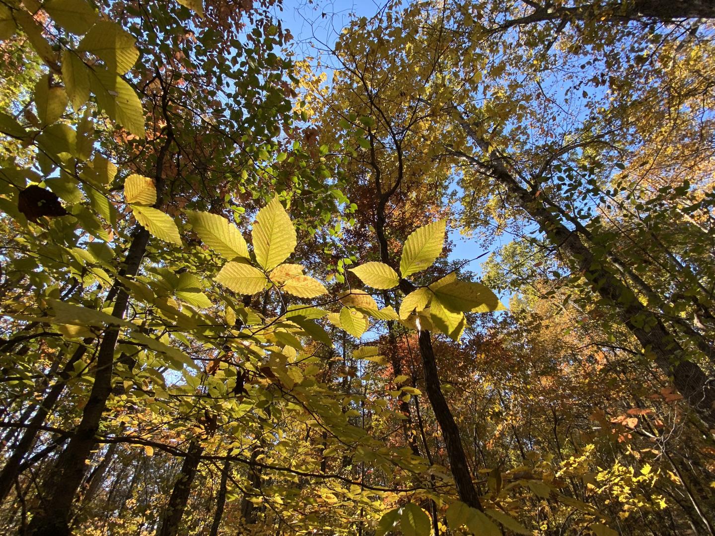 Photo of Trees at UT Forest Resources AgResearch and Education Center
