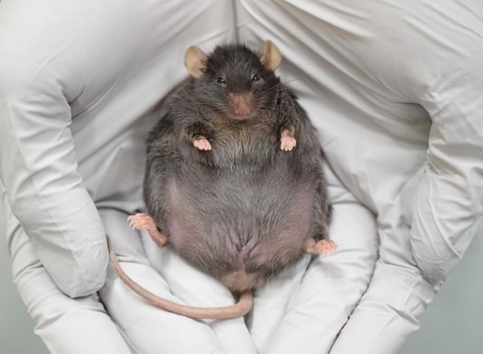 Photograph of a mouse with diabetes
