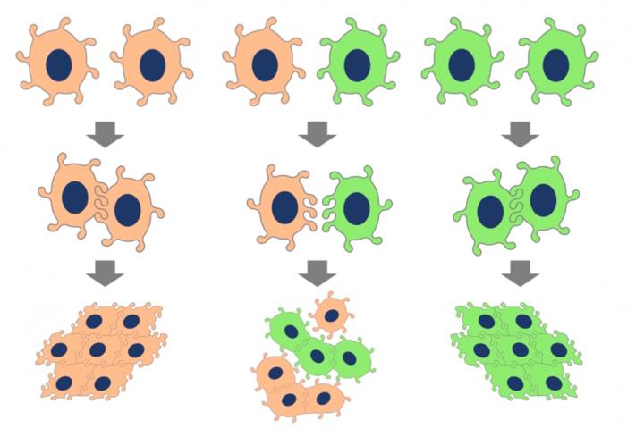 Flipped Cells Cause Leakage in Blood Vessels