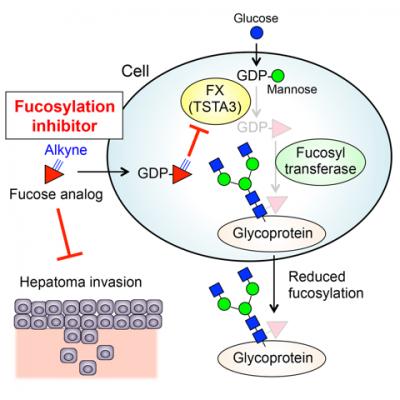 Fucose Analog Blocks Hepatoma Invasion 