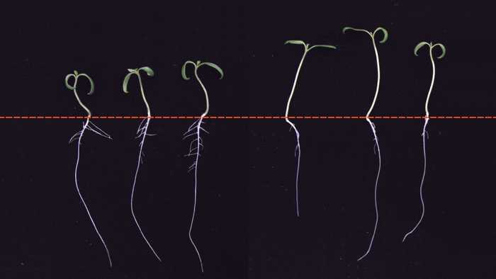 Tomato Seedling Roots