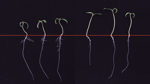 Tomato Seedling Roots