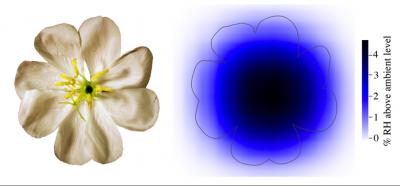 Nectar Humidity Plume