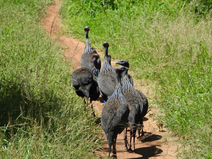 Vulturine Guineafowl