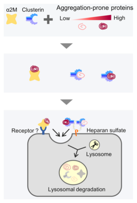 αM and clusterin mediated lysosomal degradation of misfolded extracellular proteins