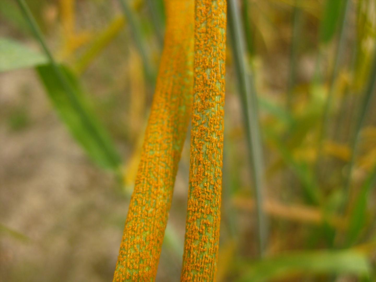 Stripe Rust on Wheat