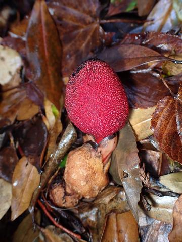 Balanophora yakushimensis Plant