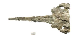 Fossil dolphin Romaleodelphis pollerspoecki.