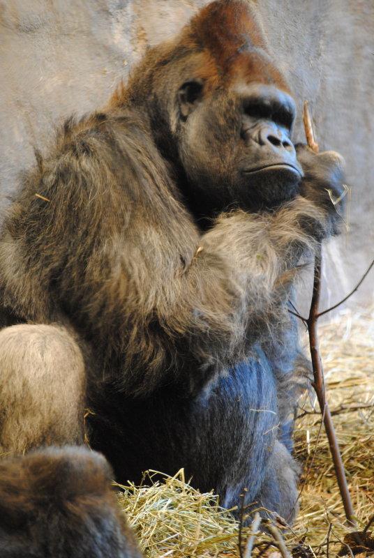 Western Lowland Gorilla