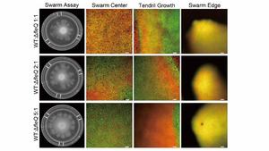 Flagella-Free Survival: How Bacteria Evolve by Shedding Their "Wheels"