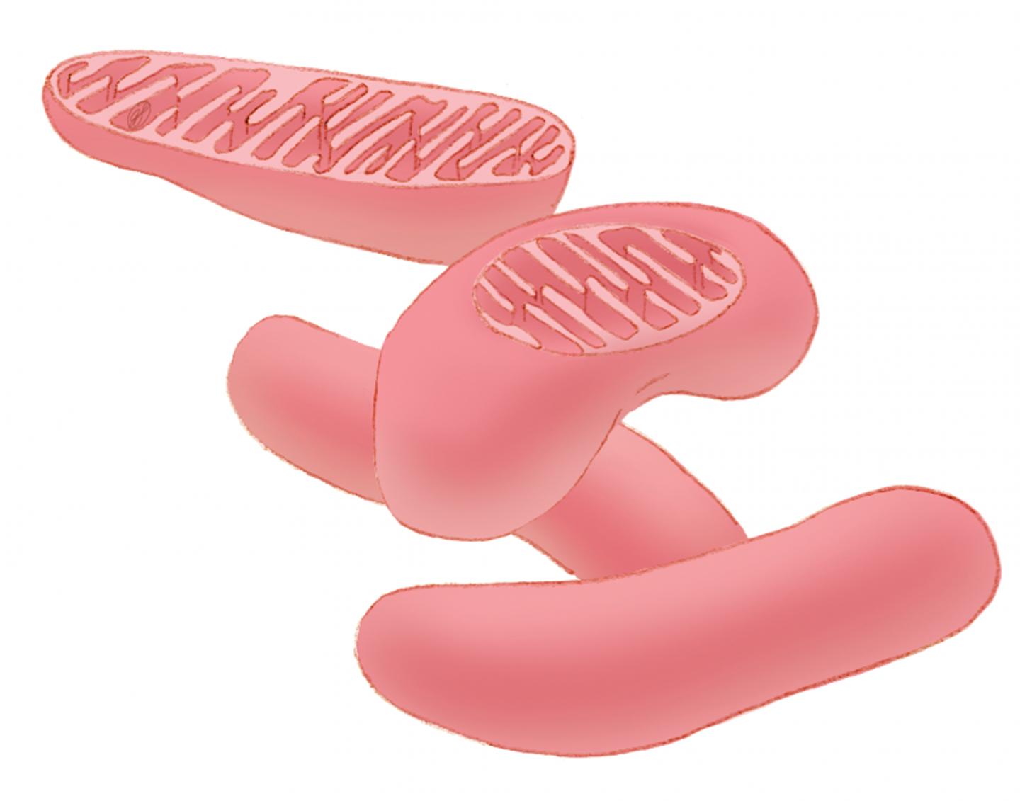 Cellular Energy Factories