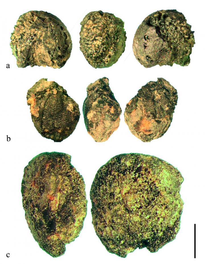 Bronze Age mining sites received deliveries of pre-processed foods