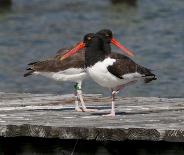 American Oystercatchers