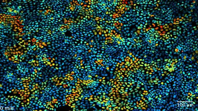 Chemical waves of protein activation