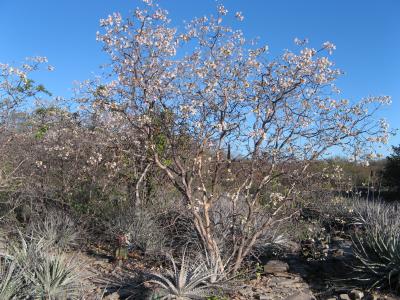 <i>Luetzelburgia bahiensis</i> in a Caatinga Setting