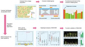 Inversion landscape and its potential application in population genetics