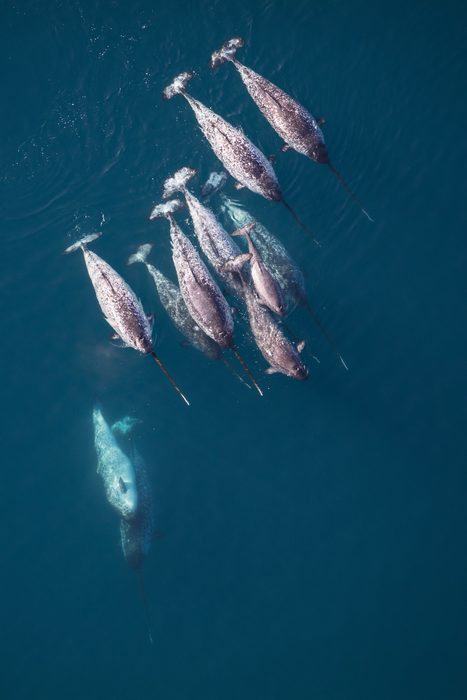 Pod of narwhals