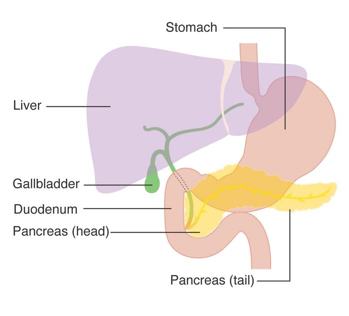 Elucidation of key inflammatory pathways in autoimmune pancreatitis using murine models