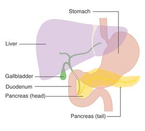 Elucidation of key inflammatory pathways in autoimmune pancreatitis using murine models