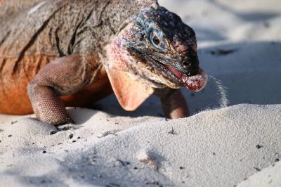 Allens Cay Rock Iguana