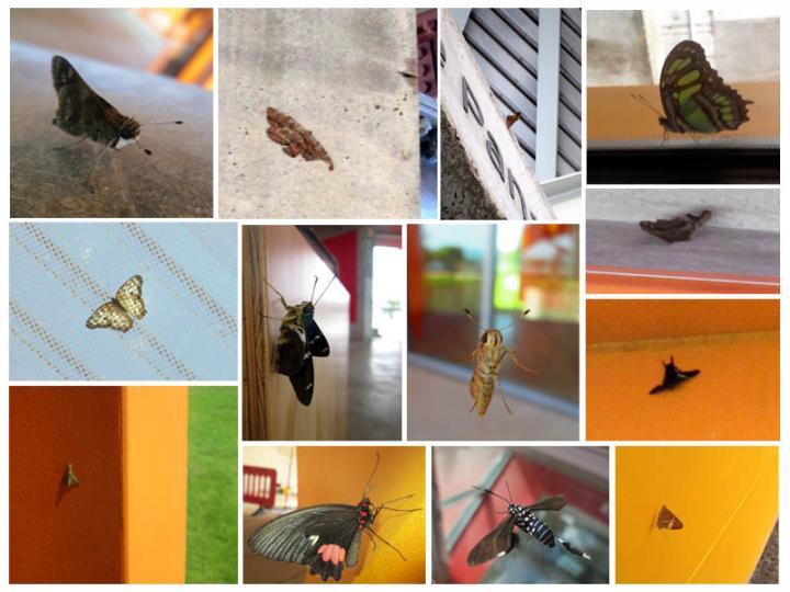 Butterflies and Moths