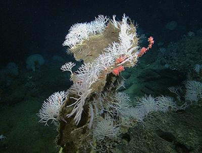 Newly Discovered Sponges on Davidson Seamount