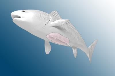 Red Drum Illustration