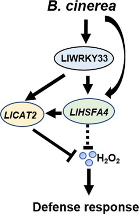 Working model of LlWRKY33-LlHSFA4-LlCAT2 module under Botrytis cinerea attack.