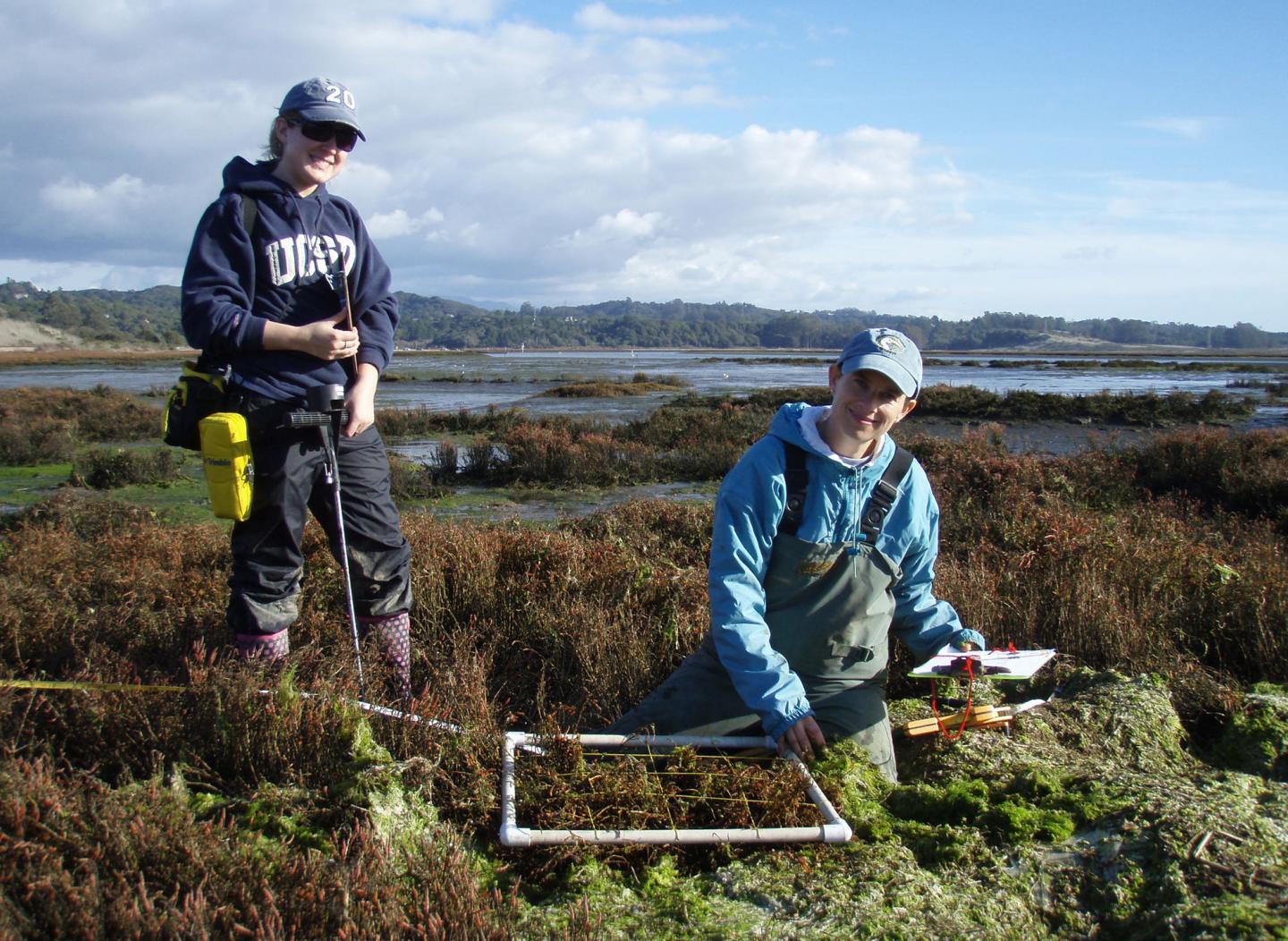 Saltmarsh Monitoring
