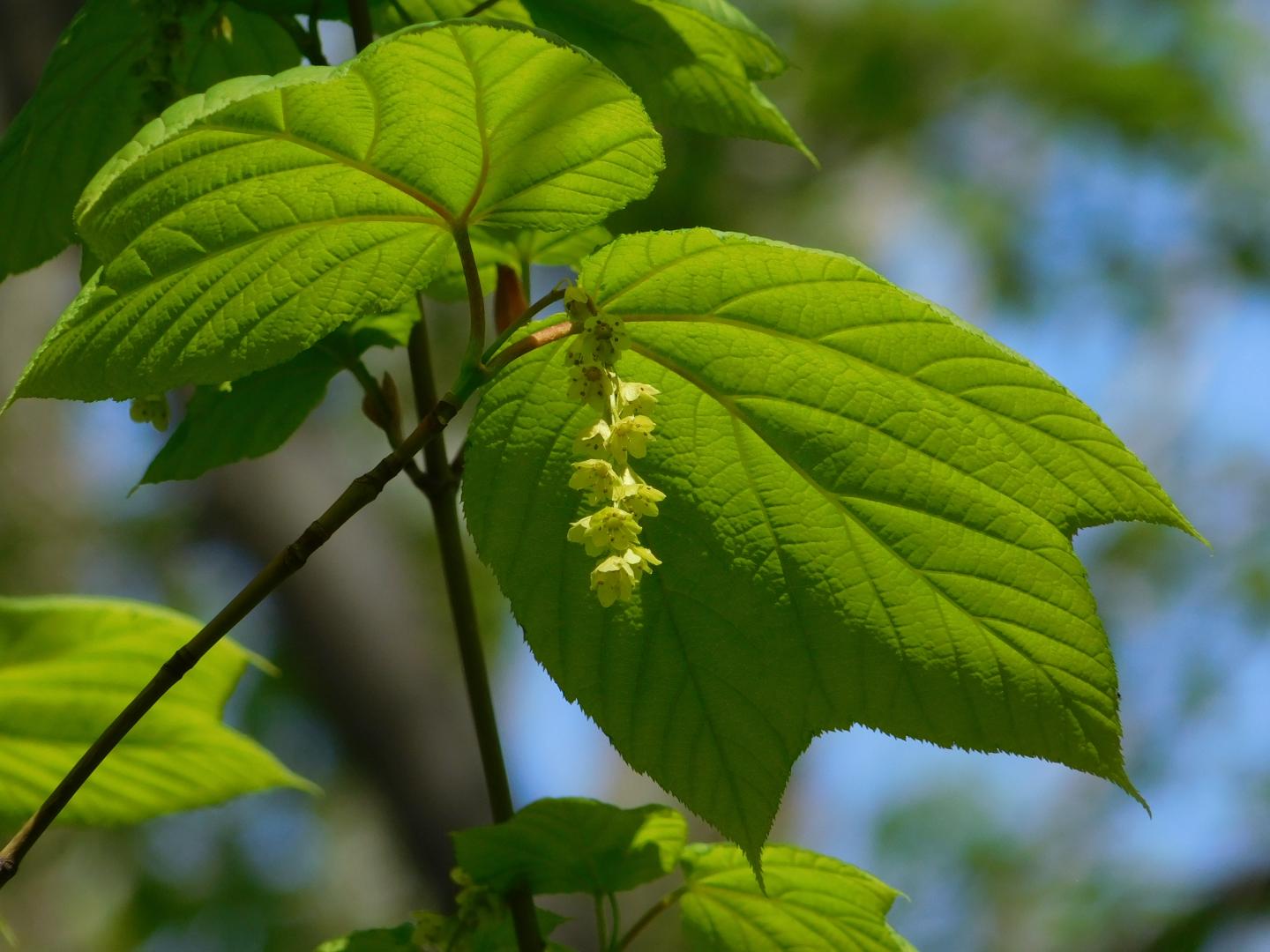 Striped Maple Trees