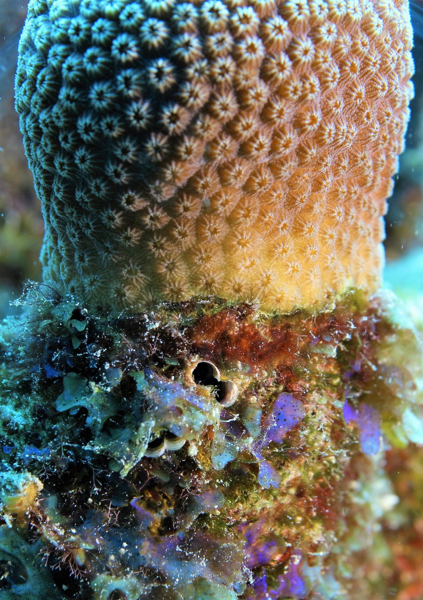 Close up of Coral-Algae Competition