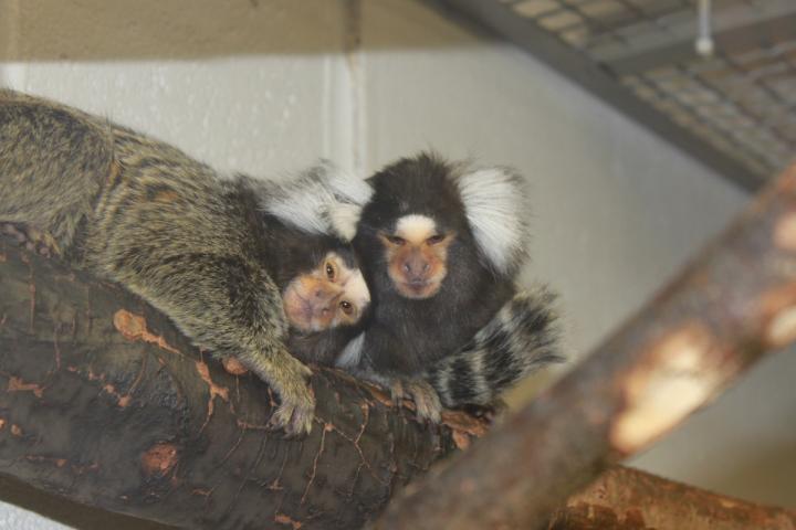 Cuddling Marmosets