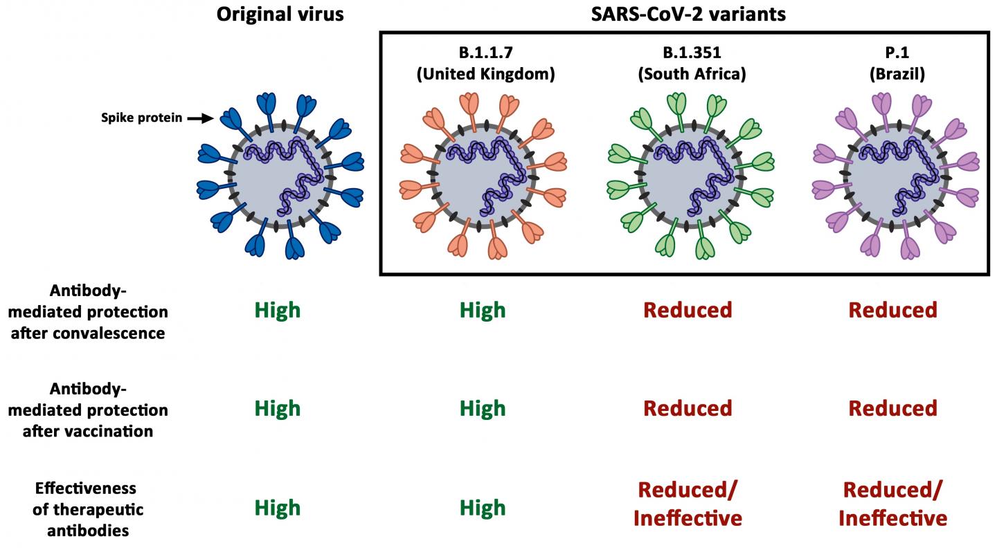 The Figure Summarizes the Results of the Study