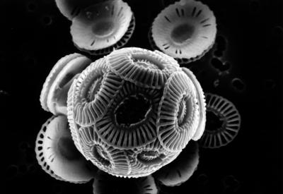 <i>Emiliania huxleyi</i>