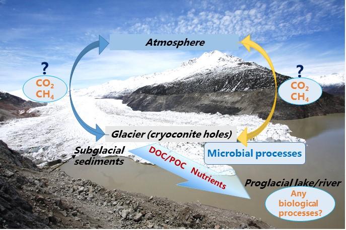 Conceptual diagram of the carbon cycle within a glacial basin in the Tibetan Plateau.