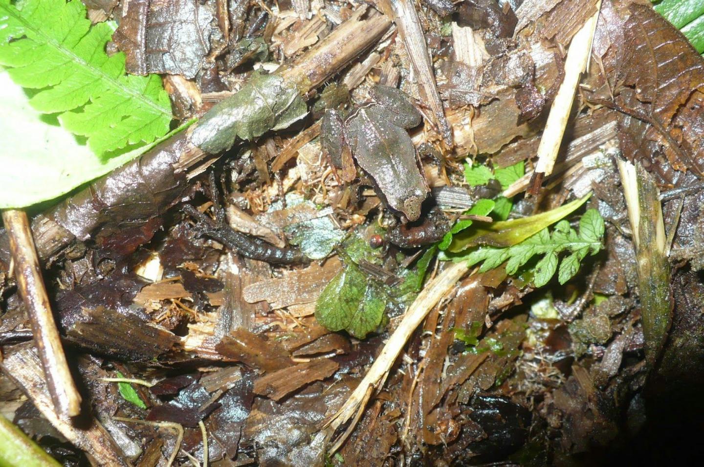 Freshbelly Frog in Its Natural Habitat